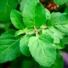 1296x728_Holy_Basil Basil