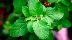 1296x728_Holy_Basil Basil