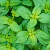 12634 Basil Sweet Herb Basil