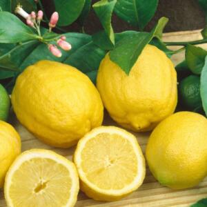 1718690165_001 Eureka Lemon