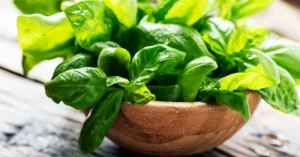 266425_2200-1200x628 Basil