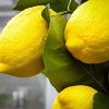 415wYKGWNfL._SX466_ Eureka Lemon