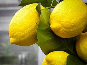 415wYKGWNfL._SX466_ Eureka Lemon