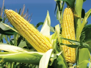 Ears-corn Corn