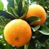 Everything-You-Wanted-to-Know-About-Navel-Oranges Navel Orange