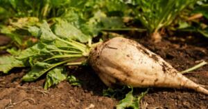 How-To-Grow-Sugar-Beets-FB Sugar beet