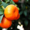 IMG_9411_b Egyptian Mirav – Mandarin