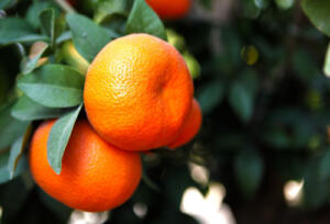 IMG_9411_b Egyptian Mirav – Mandarin