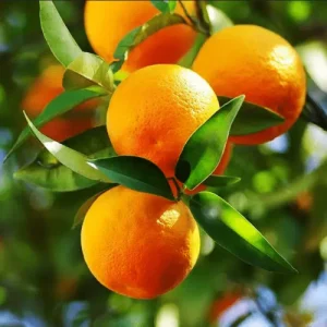 Screenshot-2022-06-21-at-10-50-40-sweet-orange-essential-oil-10ml-london-aromatics.jpg-Image-WEBP-636-×-636-pixels Baladi Oranges