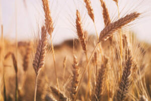 Wheat_photo-cred-Adobe-stock_E-2 Wheat