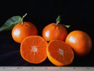 murcottmandarin150 Murcott Mandarin