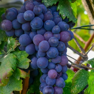 shutterstock-1524501632-_1_1200x1200_crop_center Early Grapes