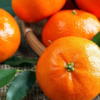wmurcott1 Murcott Mandarin